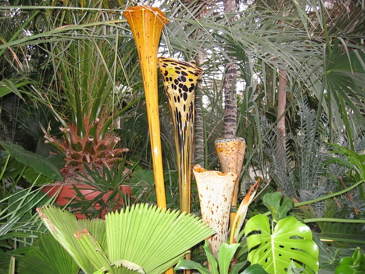 IMG_5666 Dale Chihuly art at Pittsburgh Phipps Conservatory.jpg